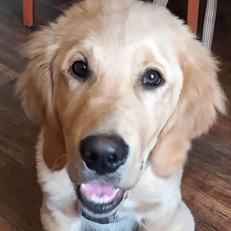 Do You Have A Friendly Dog You Would Like To Take To Visit People?