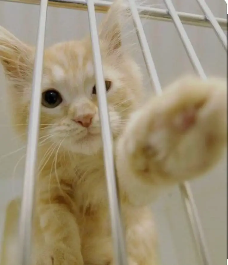Lancaster Cat Volunteering