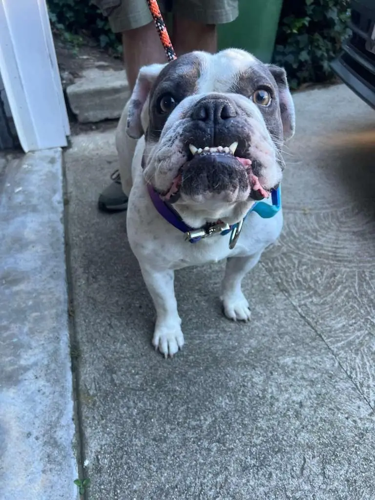 Foster a Pup in Need for the Holidays!