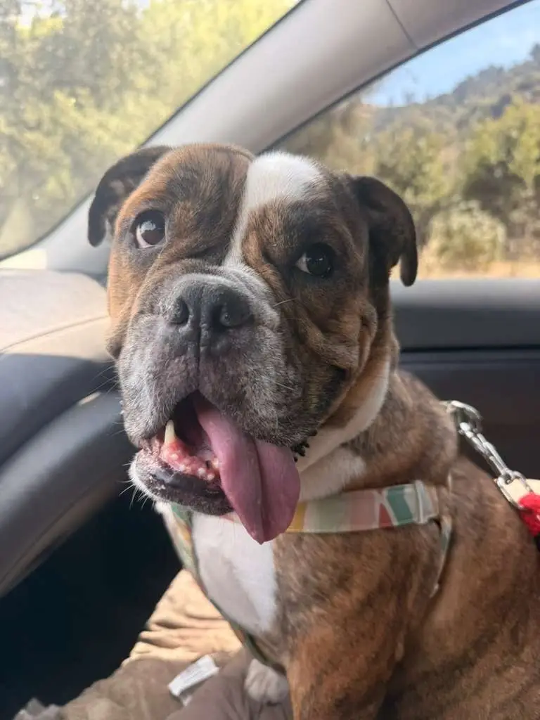 Standby Volunteers Needed for Doggy Emergencies!