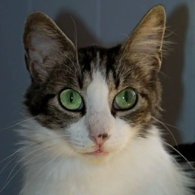 Letter Writer to Sanctuary Cat Sponsors