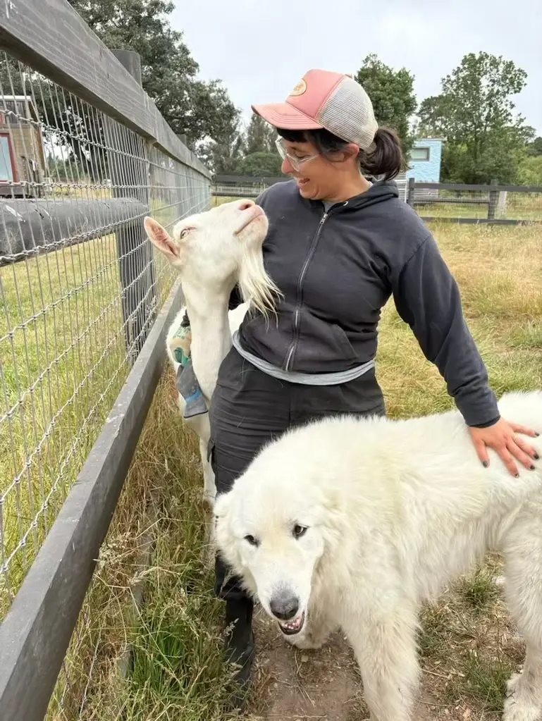 Animal Care Volunteer