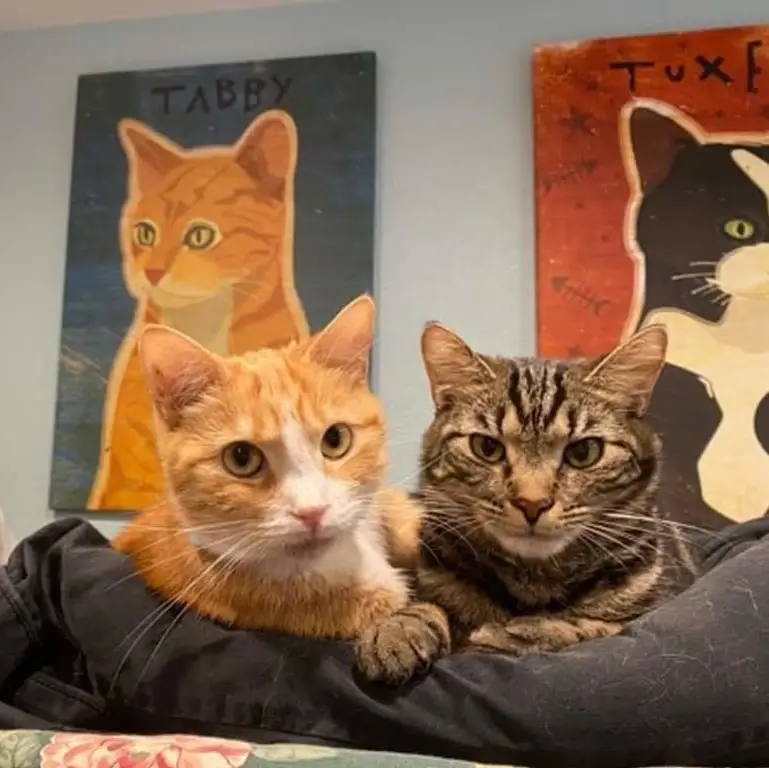 Changing Cats Lives Forever