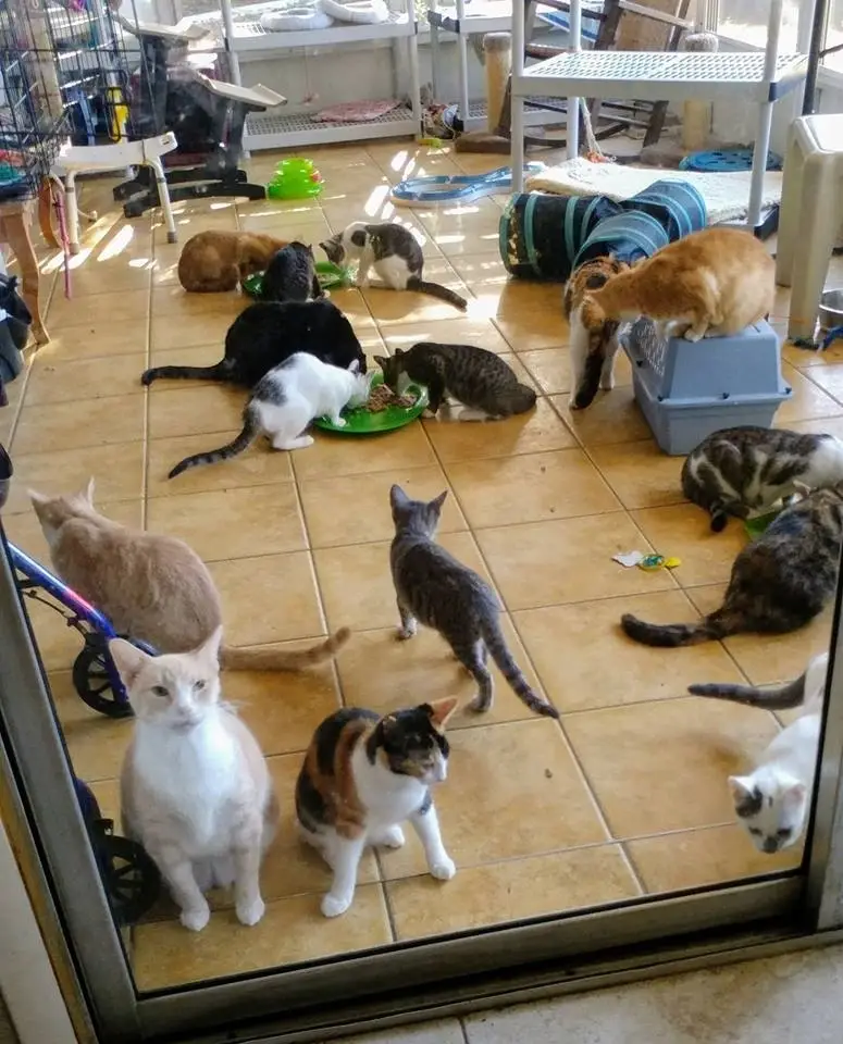 Cat Sanctuary Help Needed