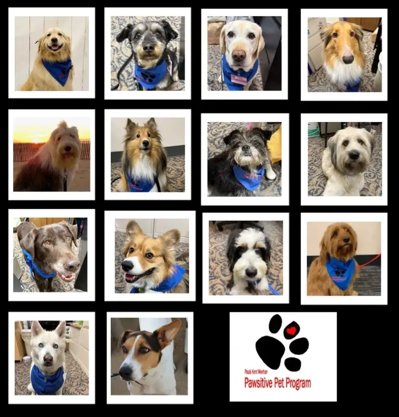 Seeking exceptionally well trained/well mannered dogs to visit in a hospital setting!