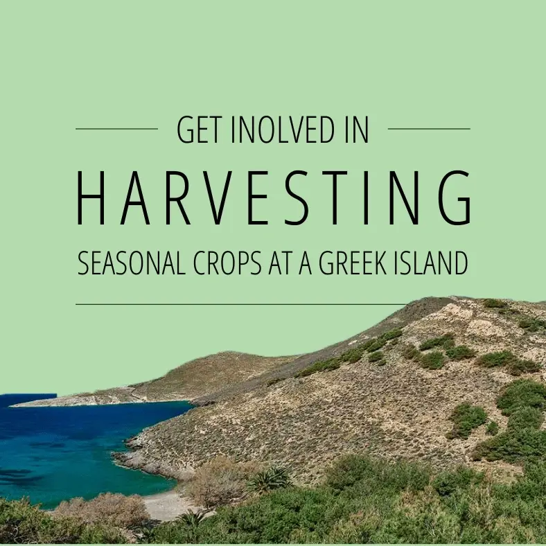 Harvest seasonal crops at a Greek island