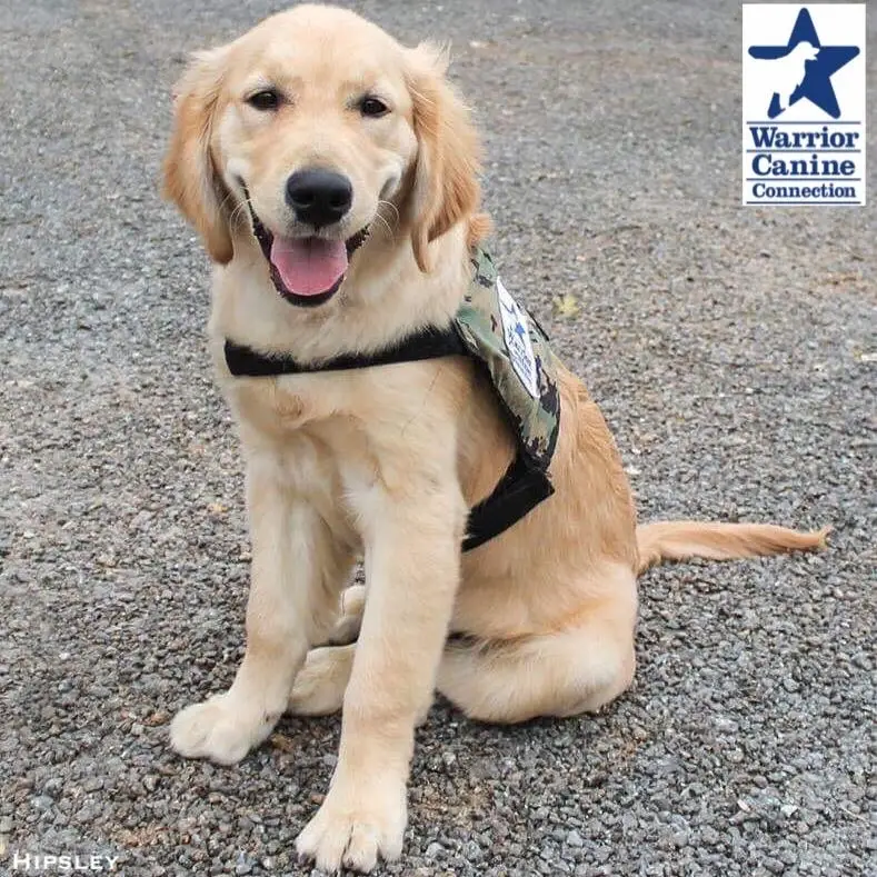 Become a Hero to a Hero! Become a Germantown Puppy Parent!