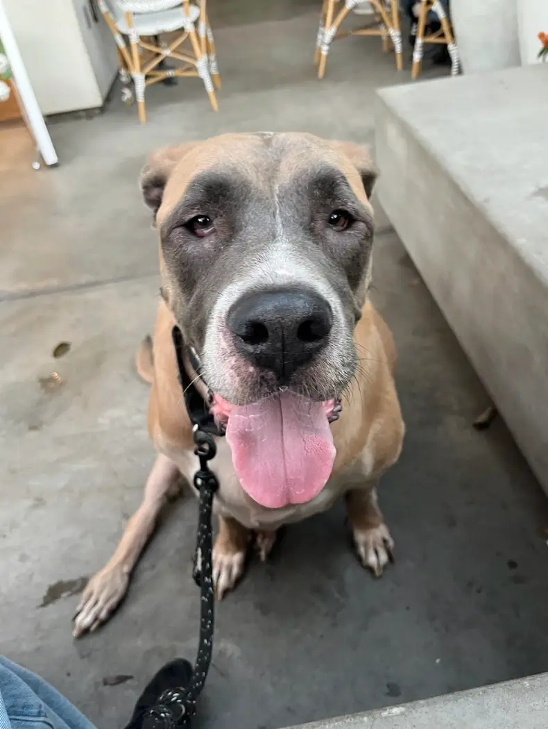 Do you love dogs? Like walks? Help our rescue dogs!