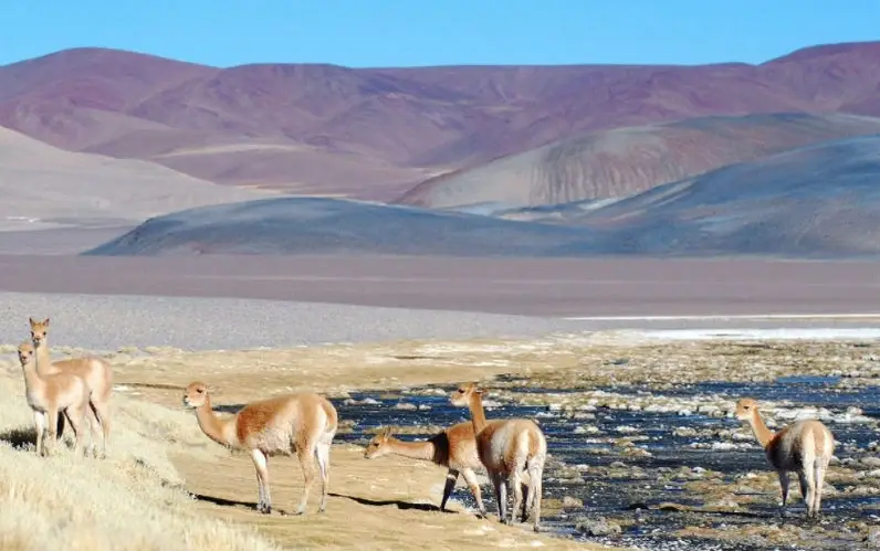 Llama, guanaco y alpaca al aire libre