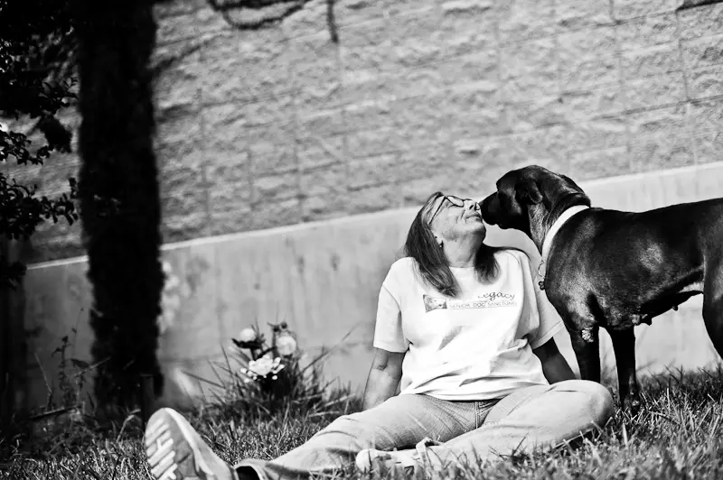 Help save the life of a large breed senior dog - become a Foster Family