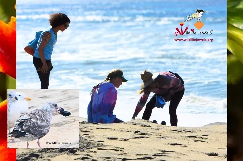 Wildlife Conservation Outreach Volunteer – San Diego