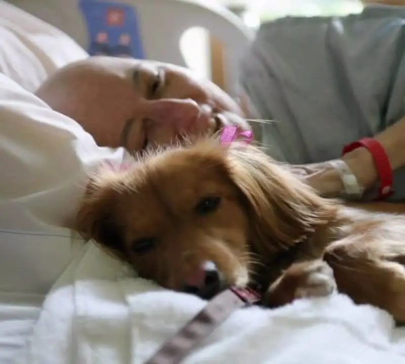 Become a PET COMPANION Volunteer for Hospice Patients in Wheaton/Glen Ellyn area