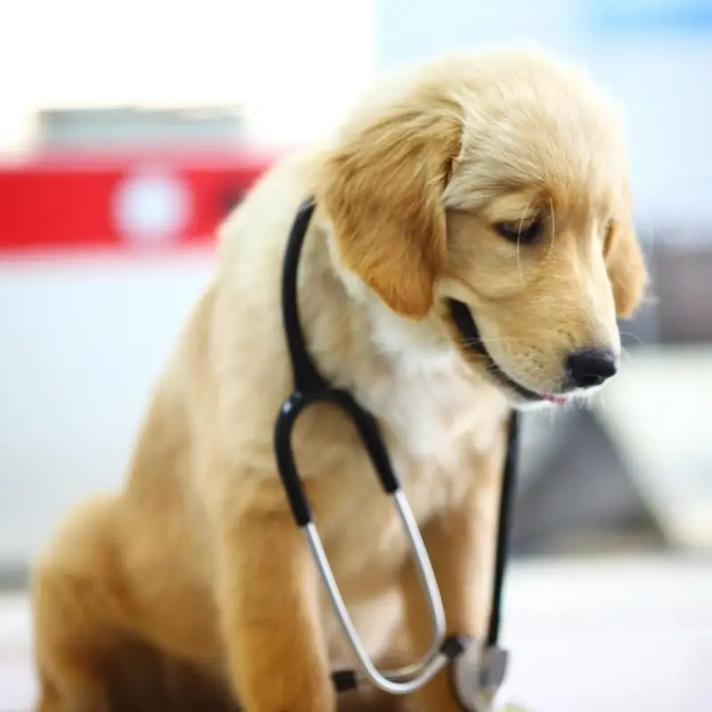 Pet Therapy Volunteer