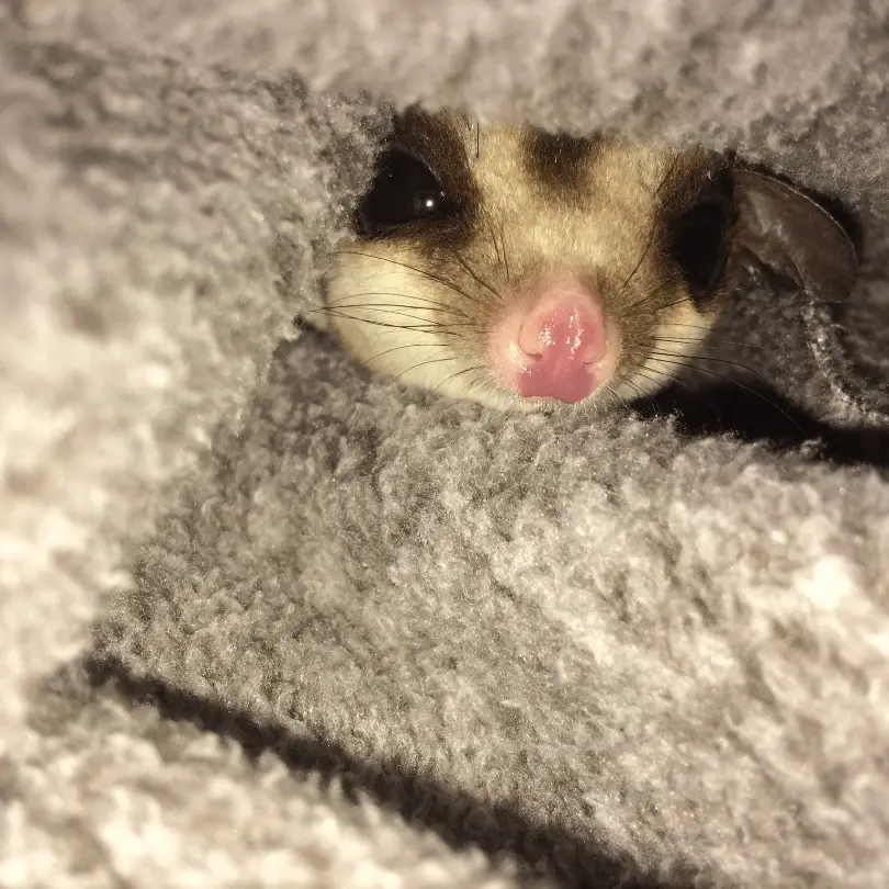 Love Exotic Animals? Have Social Media Experience? Help our Medical & Special needs Animals