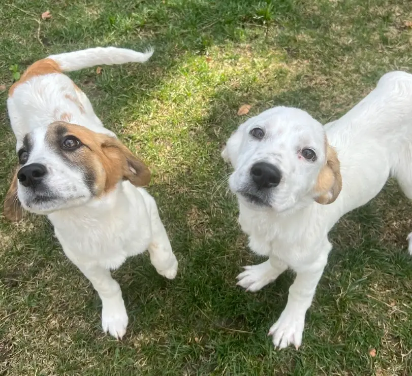 Foster a Rescue Dog! Everything Provided