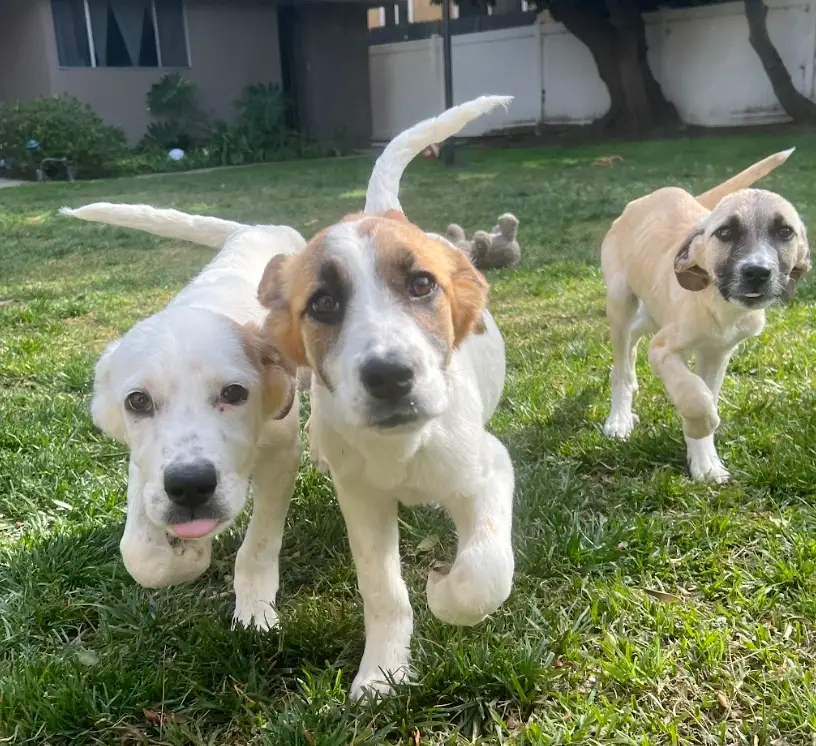 Love Dogs? Walk a Foster Dog!