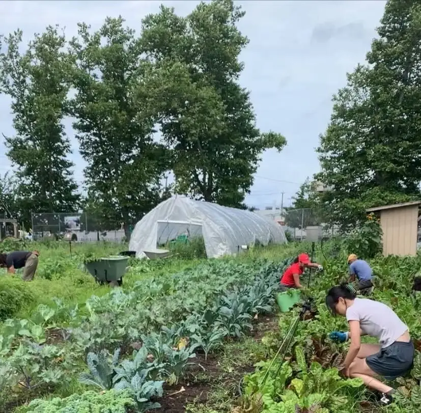 Community service volunteers on an urban farm in Brooklyn, NY.