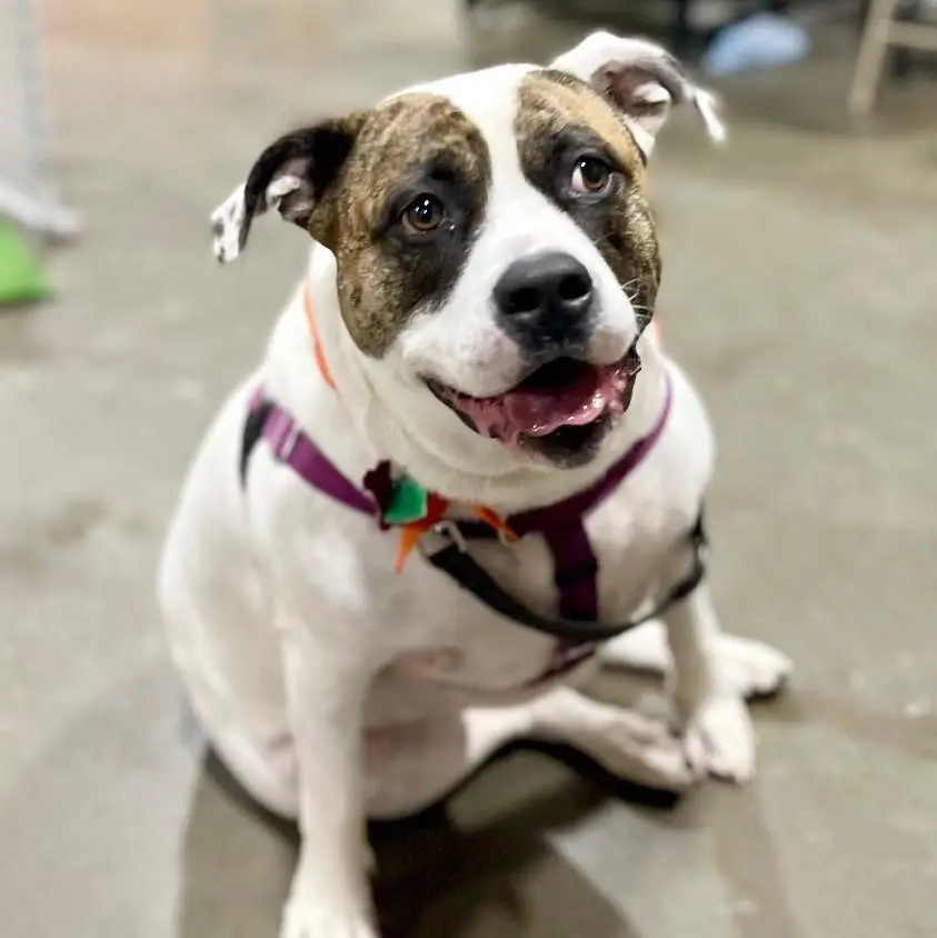 Dog Division Manager (Training, Behavior, and Transfers)
