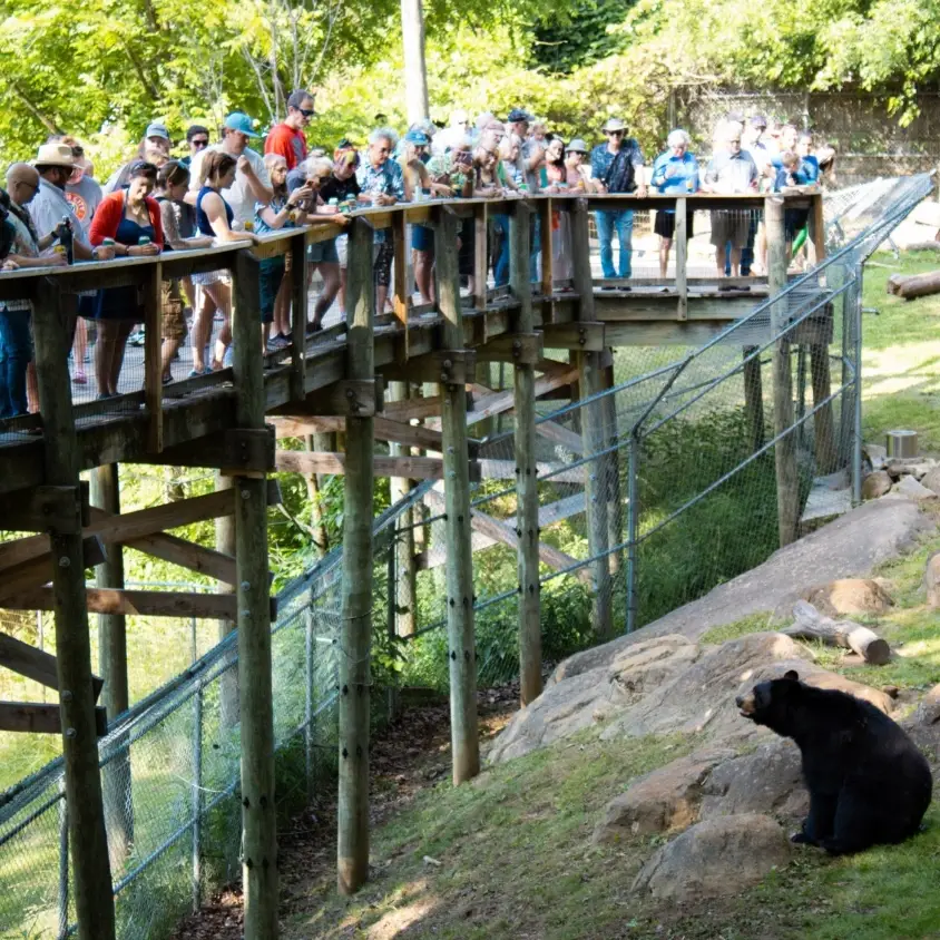 Brews and Bears at the WNC Nature Center!
