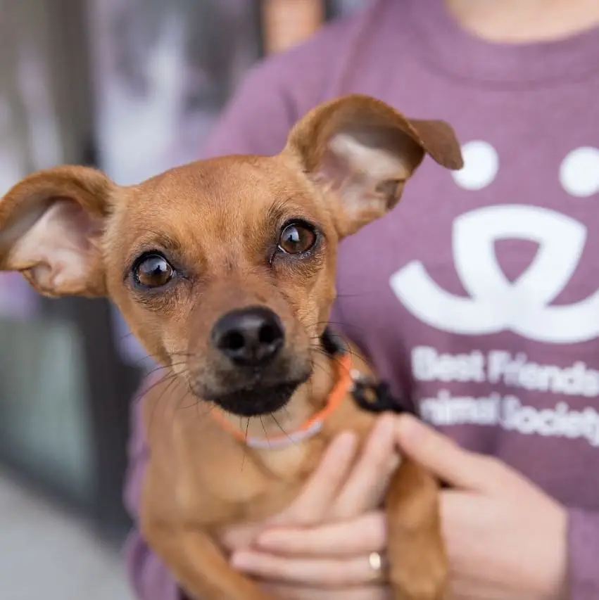 Help Skagit County cats and dogs! Multiple volunteer roles available