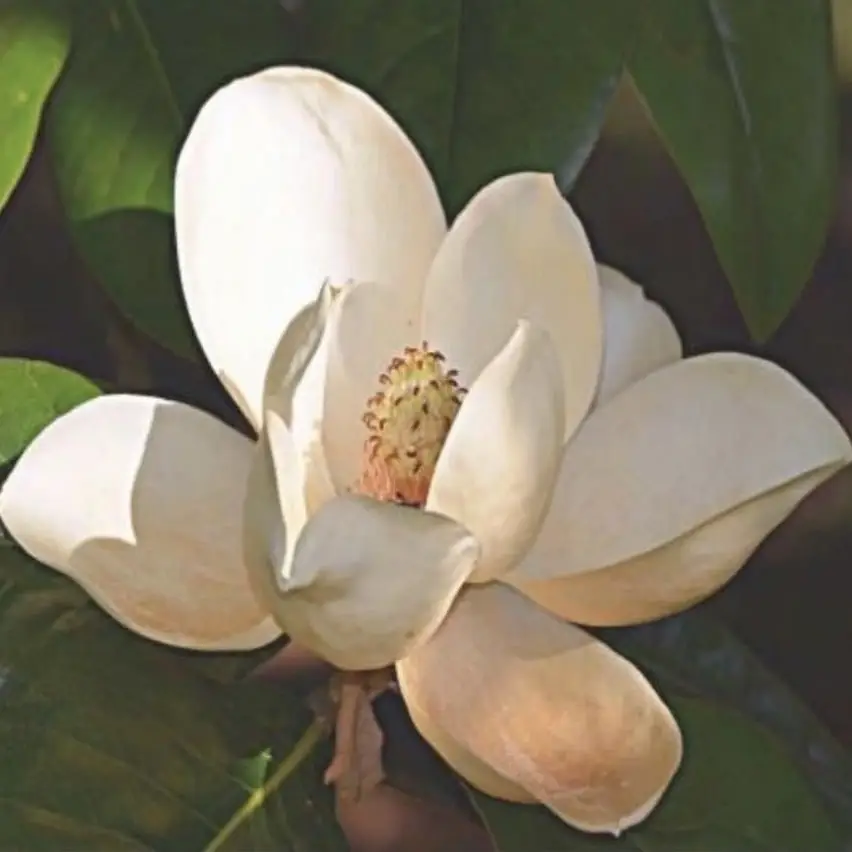 Volunteers Needed for Hospice