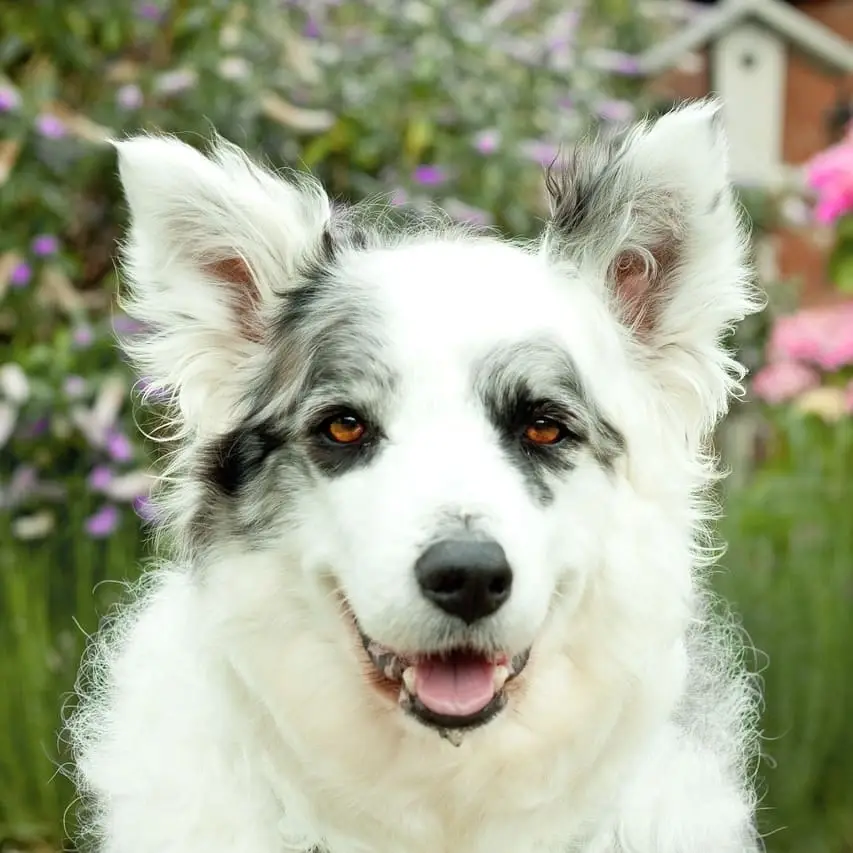 Share the Love of Your Loyal Dog