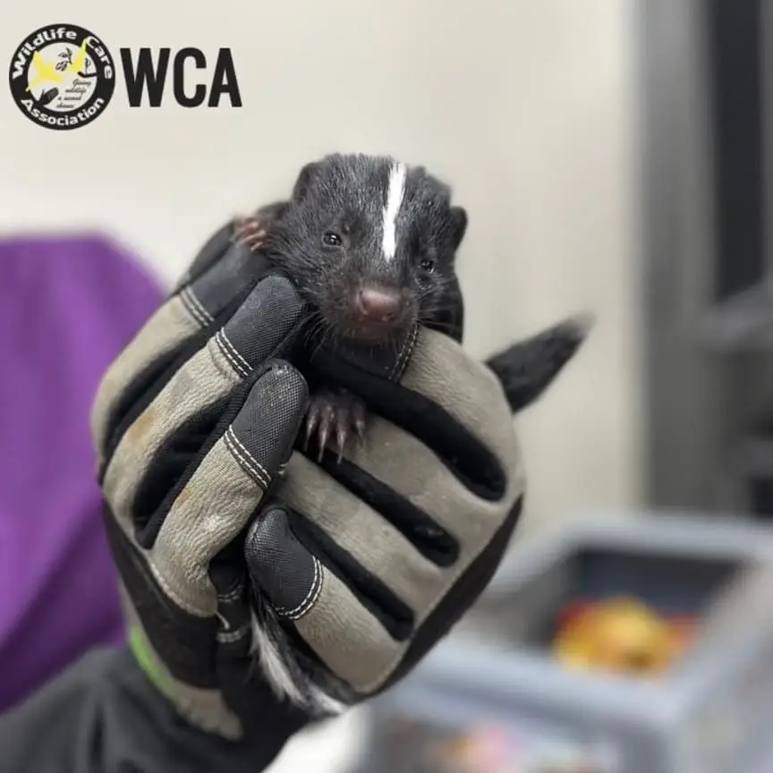 Animal Care Internship