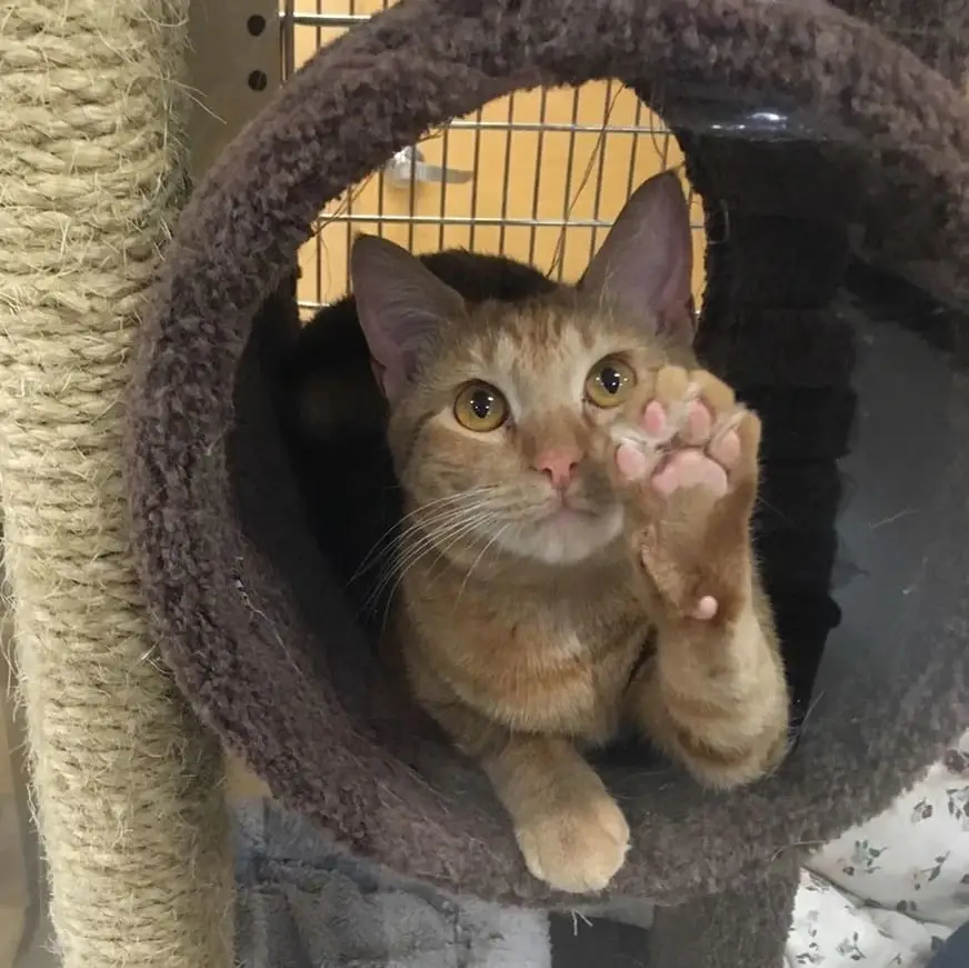 Adoption Counselors Needed