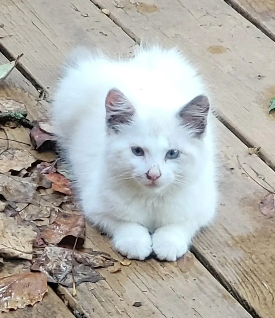 Cat Shelter Volunteers Wanted