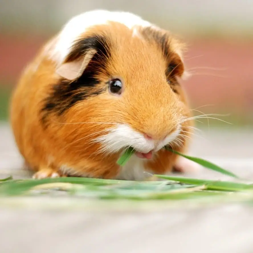 Provide Care for Rescued Therapy Animals - Both Indoors and Outdoors!