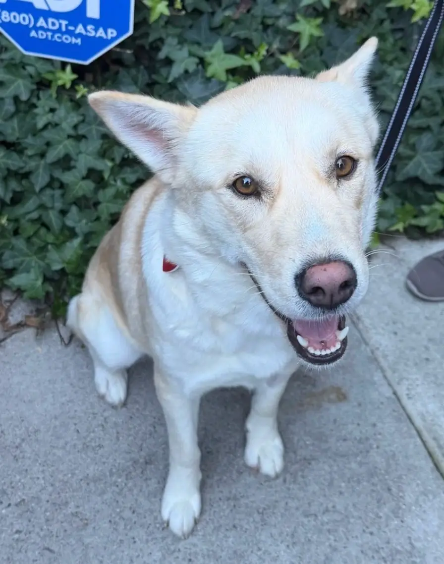 Volunteer for Ace of Hearts Dog Rescue