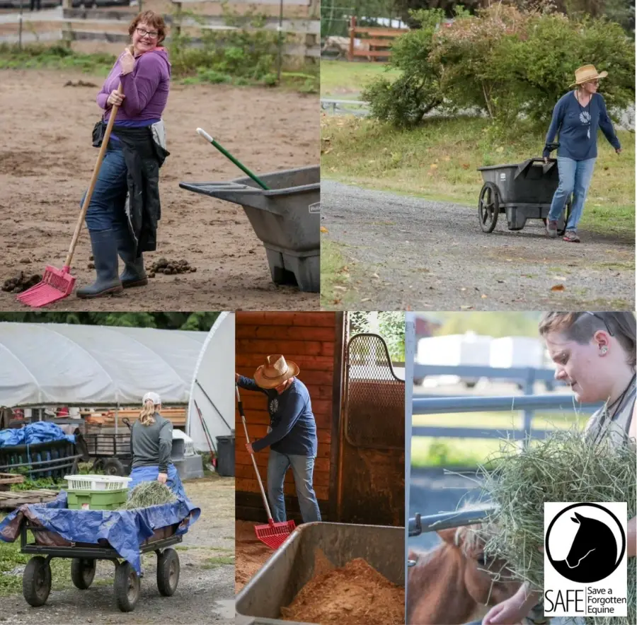 Barn Chore Volunteer Opportunities at Save a Forgotten Equine (SAFE)