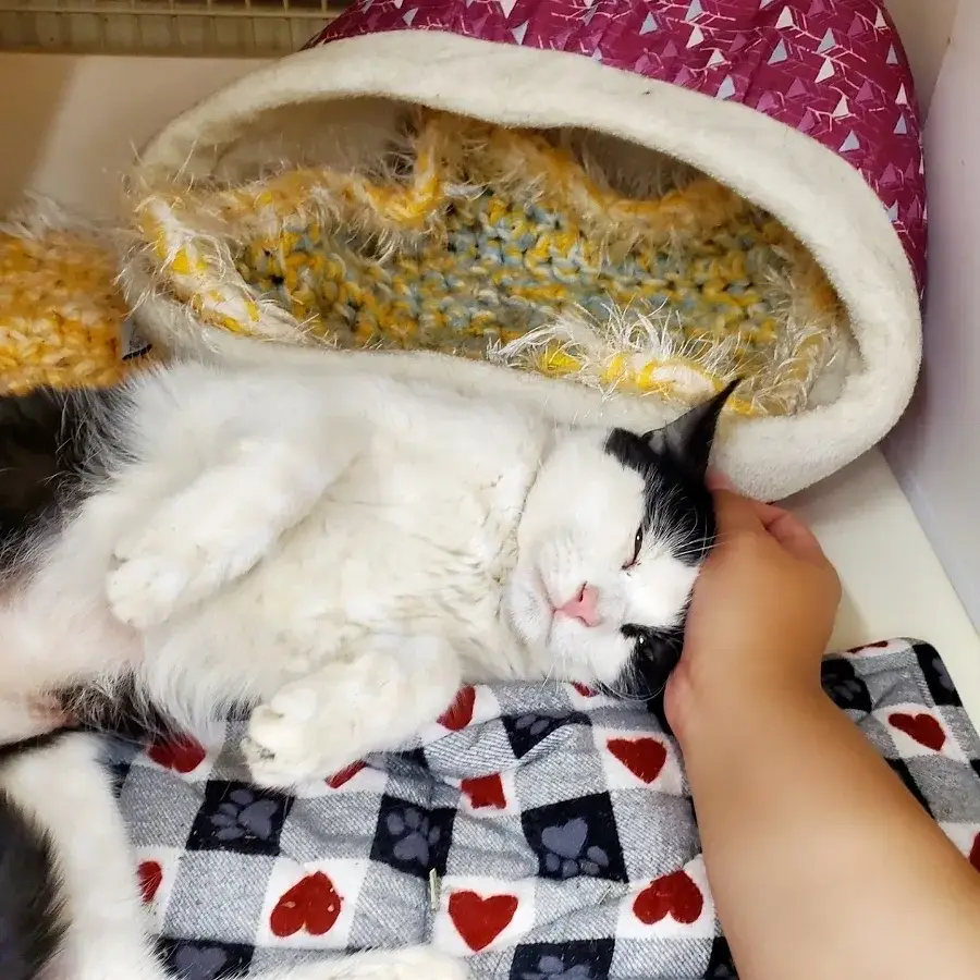 Volunteering with kittens!