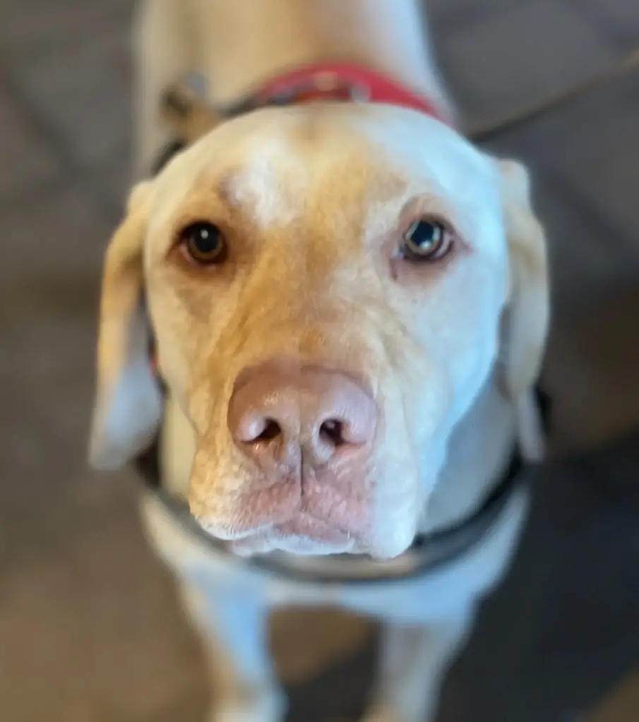 Donations Coordinator