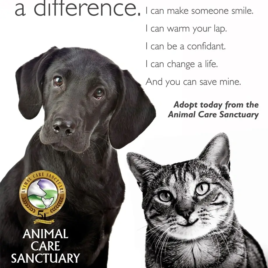 No Kill Animal Shelter Events Volunteers Needed