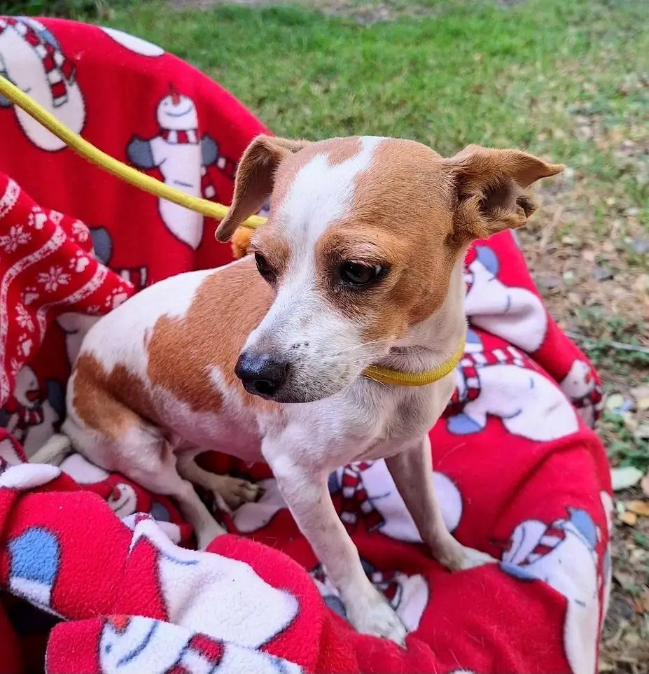 Volunteers needed for a Special ADOPTION EVENT - Friday, 2/20 and Saturday, 2/21