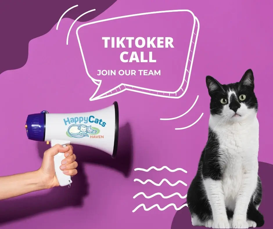 📽️ TikTok Content Creator at Happy Cats Haven 📲
