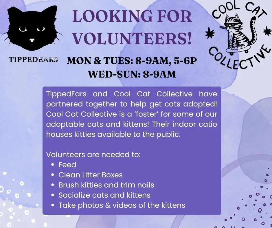 Cool Cat Collective Volunteer