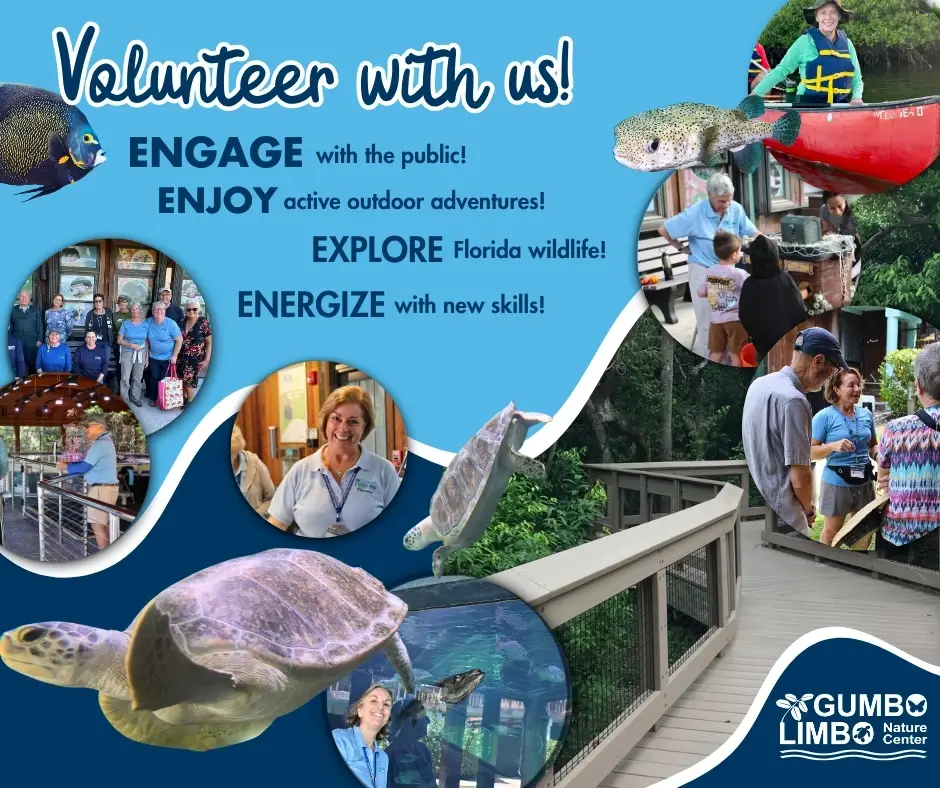 Gumbo Limbo Nature Center Volunteer Program