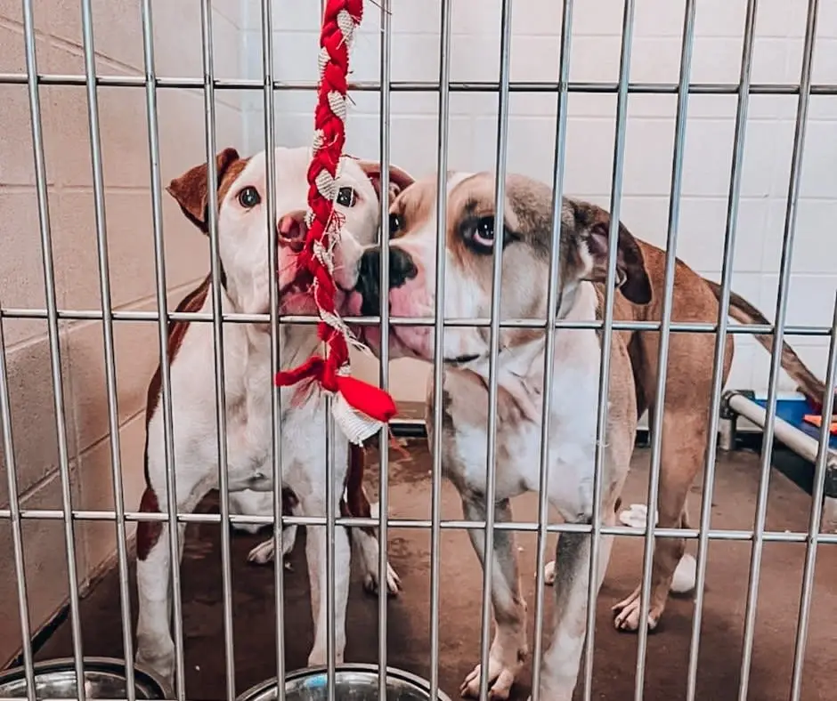 Make Toys for Shelter Animals