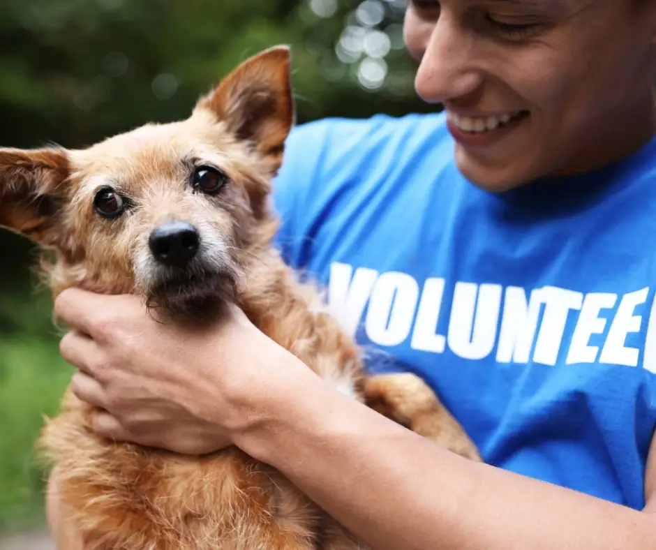 Volunteer Dog Division Manager