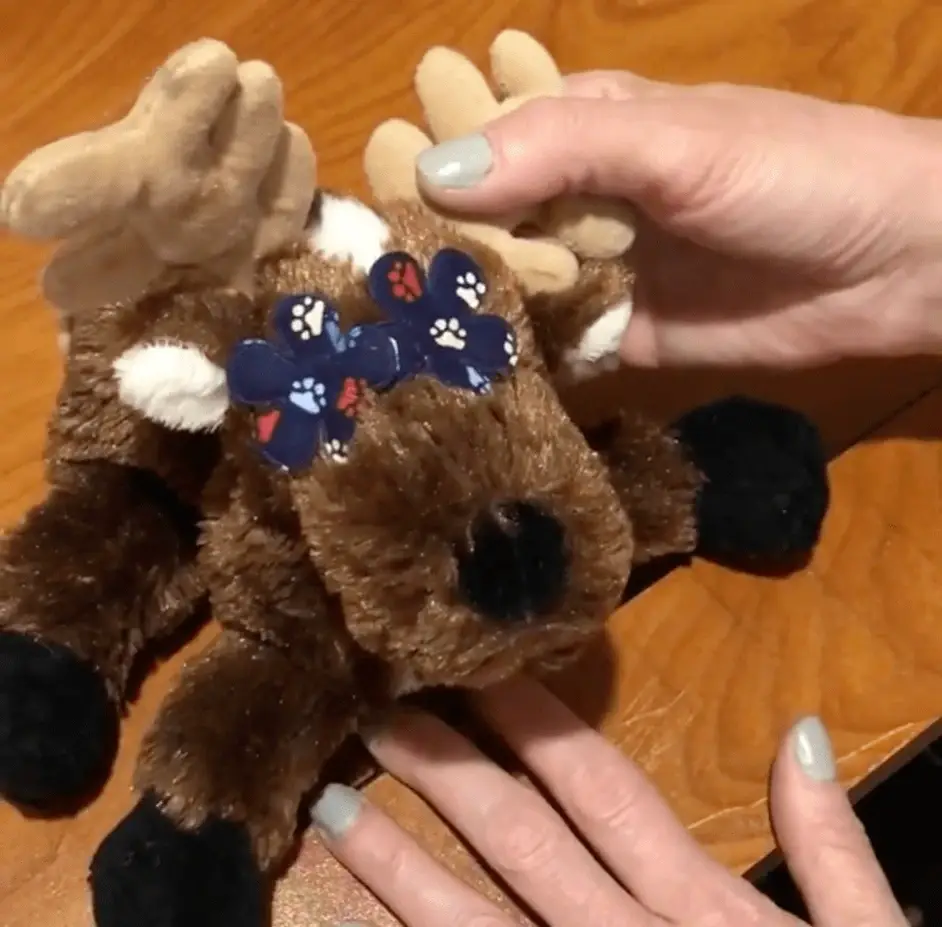 Put your crafty skills to work to help animals in need!