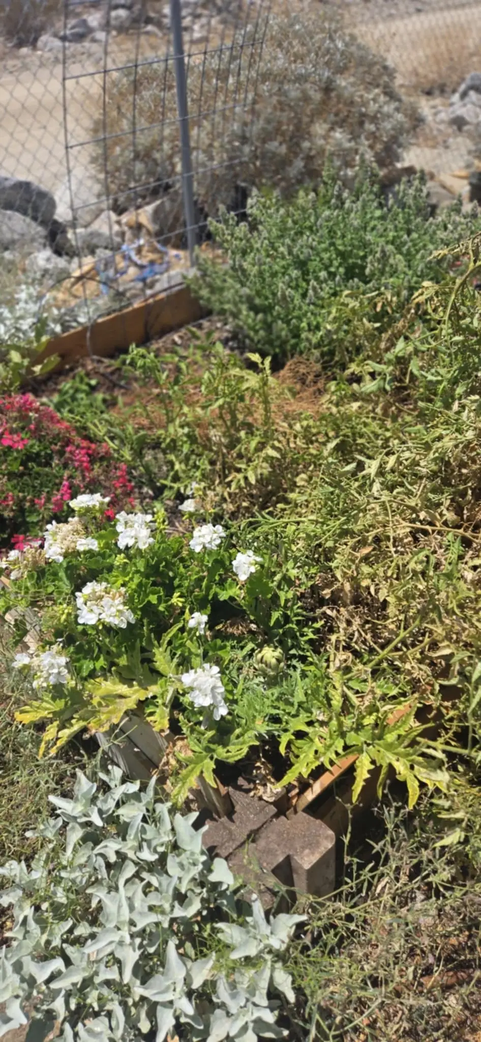 🌱 CommUNITY Gardening Volunteer