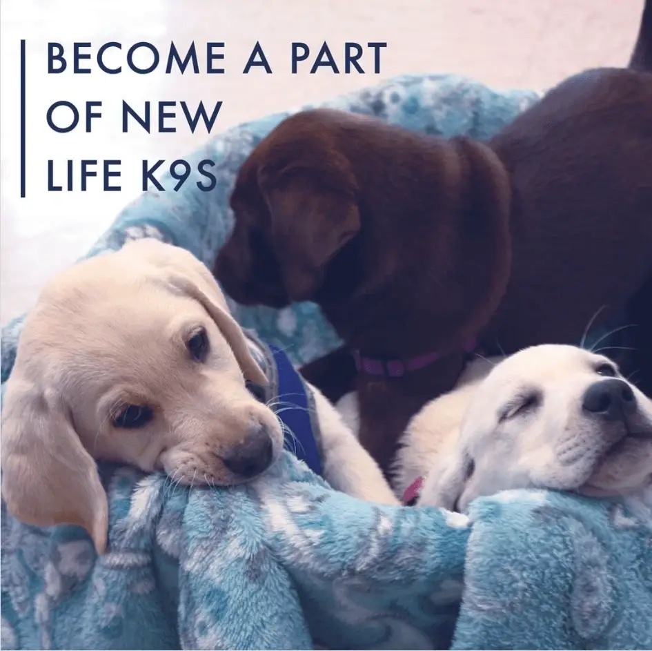 Full-Time Puppy Parent Volunteers