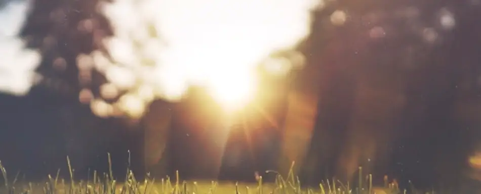 The sun setting on a grassy field.