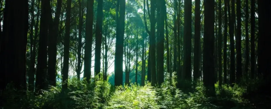 A forest.