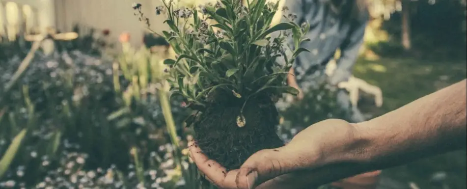 Someone holding a plant.