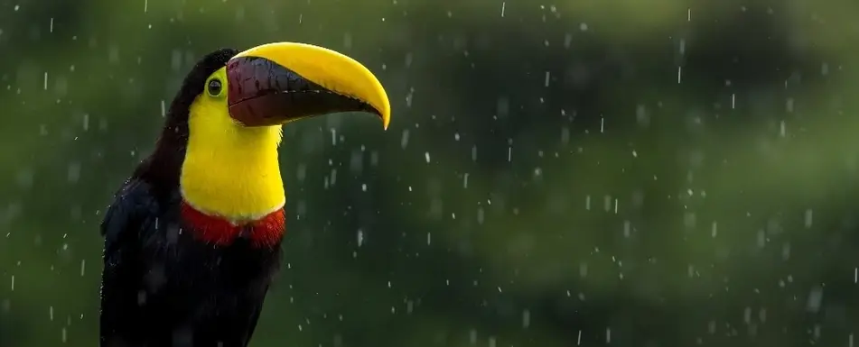 Recursos Coronavirus Costa Rica