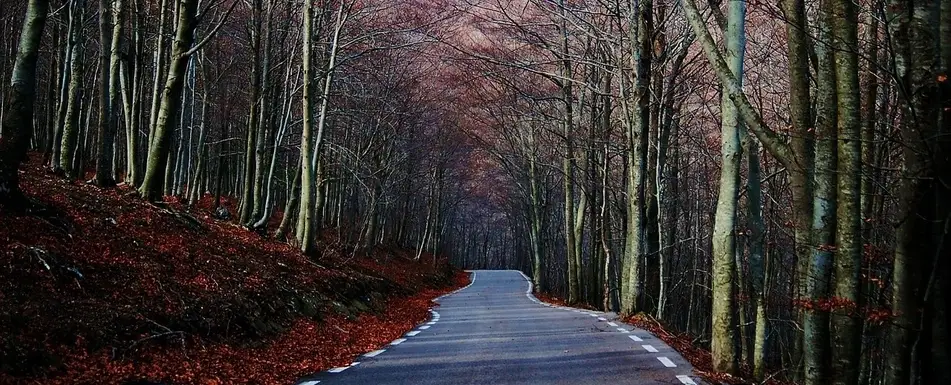 A pathway in a forest.