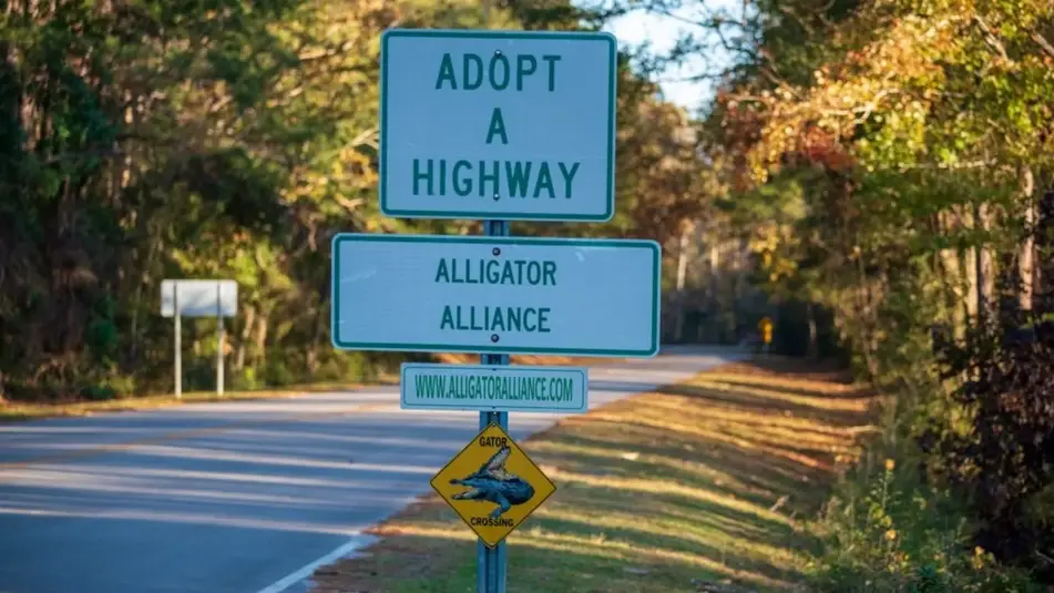 A sign by the highway that reads, "Adopt A Highway, Alligator Alliance."